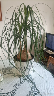 Palma 80 cm - 2