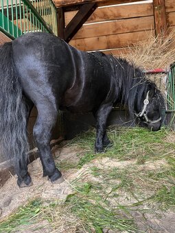 Pony hřebečky - 2