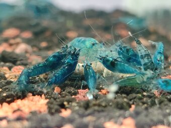 Neocaridina akvarijní krevetky - 2