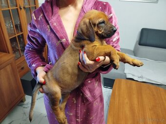 RHODESKY RIDGEBACK - 2