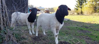 Dorper poslední letošní čistokrevný beránek, SLEVA - 2