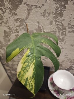 Monstera deliciosa aurea marmorata - 2