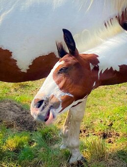 APH hřebeček s Andělem na hlavě - 2