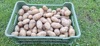 Brambory konzumní - 2