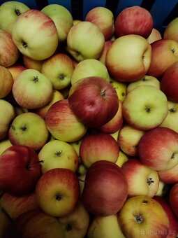 Nabízím JABLKA ZDARMA za odvoz - 2