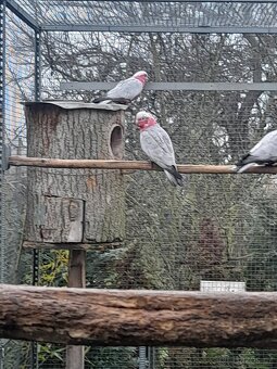 Kakadu růžový - 2