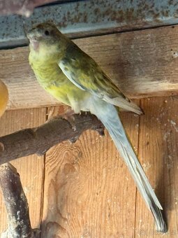 Papoušek zpěvavý - 2