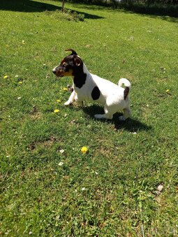 Jack Russell Teriér - 2