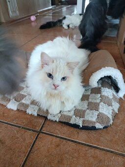 Ragdoll - 2