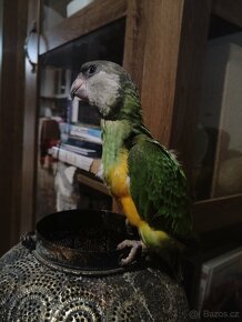 Papoušek Senegalský - rezervace - 2