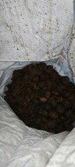 Koňský hnůj - bobky - 2