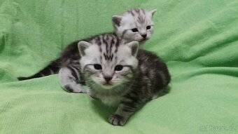 Britská modrá a whiskas kočičky i kocourkové - 2