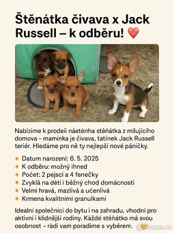 ČIVAVA X JACK RUSSELL - 2