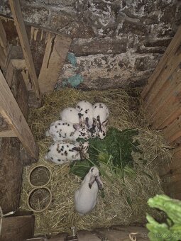 Kastorex, Dalmatinský Rex, Videňský modrošedý - 2