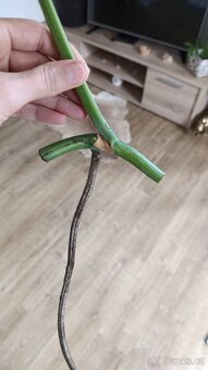Monstera albo - 2
