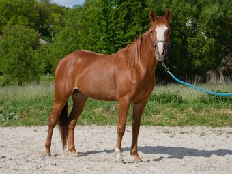 QH klisna - 2