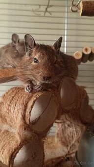 Osmák Degu - 2