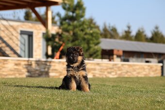 Německý ovčák štěňata - 2