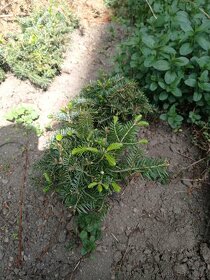 Sazenice jedle kavkazské- svazky po 12 kusech - 2