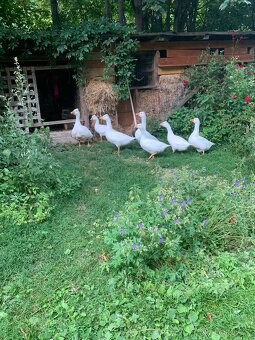 Husa ceska chocholat - 2