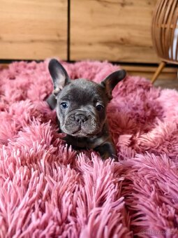 Francouzský buldoček štěňátka - 2