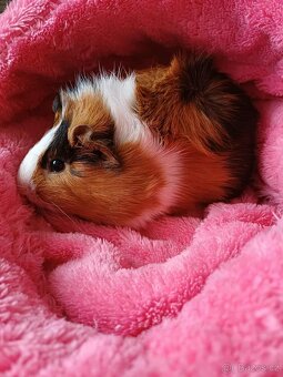 Daruji morčatko - 2