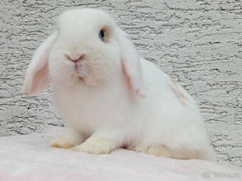 Volná samička - Anglický Zakrslý Beránek MiniLop🍑 - 2