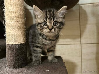 Britská whiskas koťátka bez PP - 2