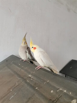 Korely + voliera - 2