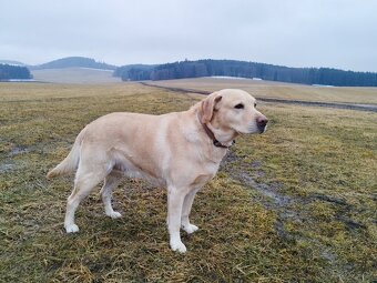 Labrador ke krytí - 2