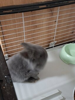 Teddy zakrslý kralík - 2