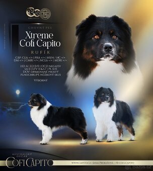 Australský ovčák s PP - 2