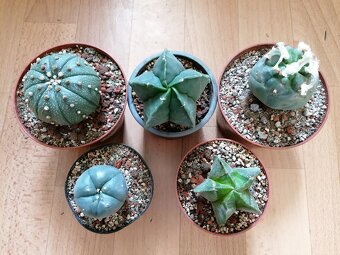 Kaktusy sbírka 5 kaktusů Astrophytum a Lophophora - 2