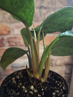Homalomena "Camouflage” ( hlavní rostlina + 5 x výhon ) - 2