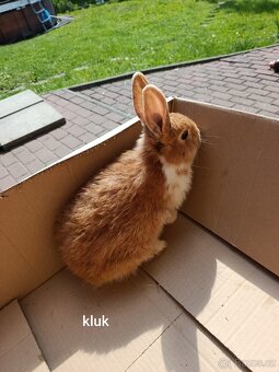 Králík - 2