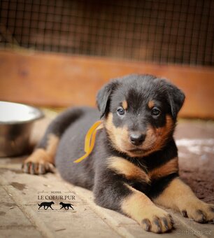 Beauceron - štěňátka k rezervaci - 2