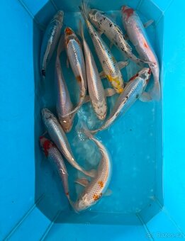 Koi kapři - 2