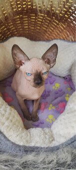 Kanadský sphynx - 2