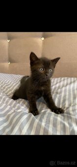 Darujeme koťátka do dobrých rukou – kocourek a kočička 🐱 - 2