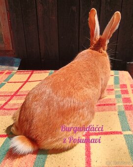 BURGUNDSKÝ králík - SAMIČKA zt ⭐️⭐️⭐️ - 2
