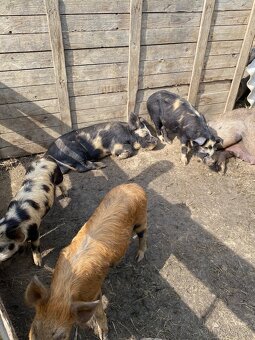 Kune Kune - 2