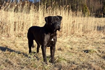 Cane corso - štěňata s PP (FCI) - 2