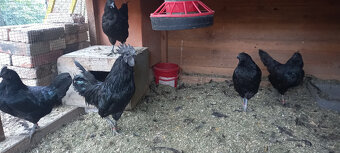 Ayam cemani - 4 slepice rok 2022 - 2