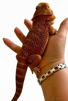Agama vousatá- 1.0 het Trans Red 160g - 2