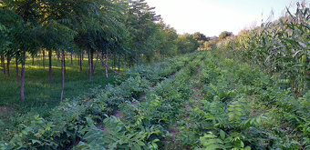 Ořech černý sazenice."Orech čierny - Kotora" - 2