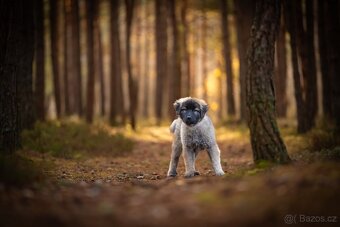 Šarplaninský pastevecký pes - poslední 2 volná štěňata - 2