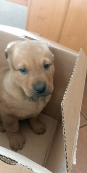 Prodám belgický ovčák - 2