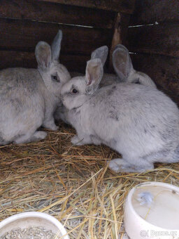 Velký světlý stříbřitý - 2