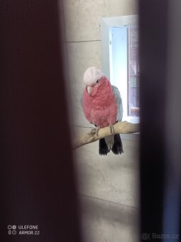 Kakadu růžový - 2