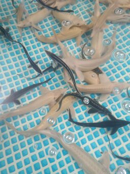 Jeseter Albín 50cm  - 2